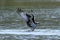 Conowingo Eagles, Osprey and GBH 2021