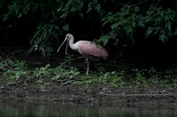 Roseatte Spoonbill