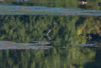 Codorus Lake and Birds