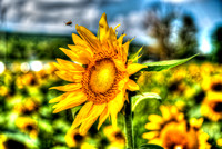 Sunflowers HDR 2018