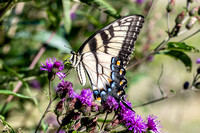 West Manheim Bugs, Butterflies and Nature